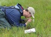 Jay Rosenheim engaged in research at the Jepson Prairie Preserve in 2011. (Photo by Kathy Keatley Garvey)